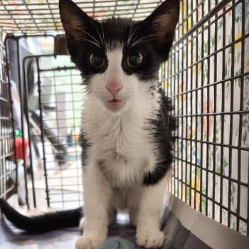 Samayah -  Domestic Short Hair Cat for Adoption in Philadelphia, Pennsylvania - Samayah | PetCurious