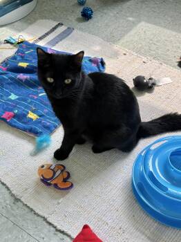 Rescue Domestic Short Hair Cats for Adoption in Jamestown, North Dakota - Isabelle | PetCurious