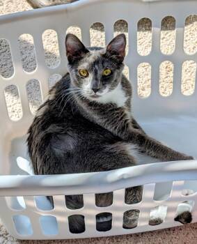 Emily -  Domestic Short Hair Cat for Adoption in Evans, Georgia - Emily | PetCurious