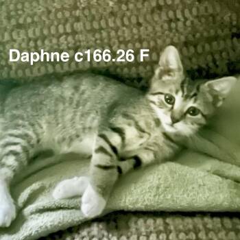 Foster Daphne -  Domestic Short Hair and Tiger Cat for Adoption in Batavia, New York - Foster Daphne | PetCurious