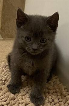 Domestic Short Hair Cats Available for Adoption in Colorado Springs, Colorado - DARCY | PetCurious