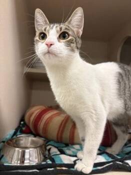 Zucchini -  Domestic Short Hair Cat for Adoption in Quakertown, Pennsylvania - Zucchini | PetCurious