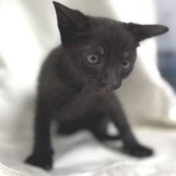 Spider -  Domestic Short Hair Cat for Adoption in Bullhead City, Arizona - Spider | PetCurious