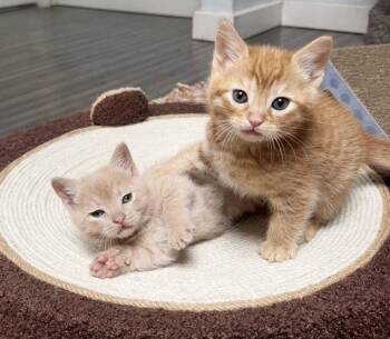 Tabby Cats Available for Adoption in Alameda, California - Sandy Butters | PetCurious