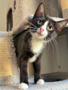 Bologna -  Domestic Short Hair Cat for Adoption in West Mifflin, Pennsylvania - Bologna | PetCurious