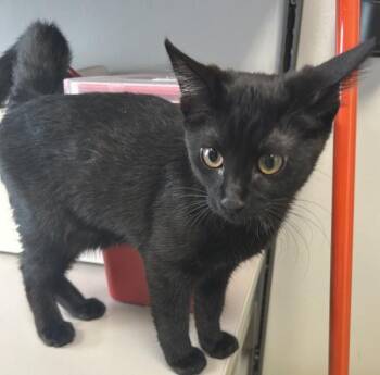 Katniss -  Domestic Short Hair Cat for Adoption in Salt Lake City, Utah - Katniss | PetCurious