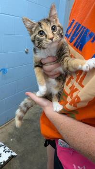 Chevron -  Domestic Short Hair Cat for Adoption in Evansville, Indiana - Chevron | PetCurious