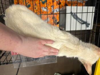 Ruffles -  Domestic Short Hair Cat for Adoption in Douglasville, Georgia - Ruffles | PetCurious
