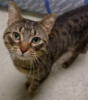 Waylon -  Domestic Short Hair Cat for Adoption in Verona, Wisconsin - Waylon | PetCurious