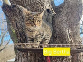 Big Bertha -  Domestic Short Hair Cat for Adoption in Olney, Illinois - Big Bertha | PetCurious