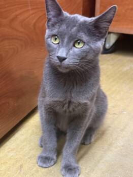 Citgo -  Domestic Short Hair Cat for Adoption in Mokena, Illinois - Citgo | PetCurious
