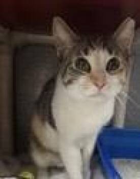 Calico Cats Available for Adoption - Nancy | PetCurious