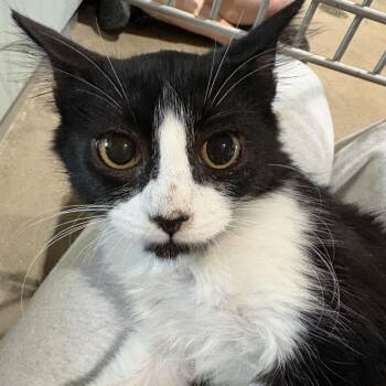 Teagan FKA LKF5 -  Domestic Short Hair Cat for Adoption in Leander, Texas - Teagan FKA LKF5 | PetCurious