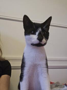 Mikey -  Tuxedo Cat for Adoption in Brantford, Ontario - Mikey | PetCurious