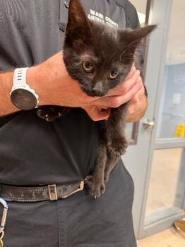 Slate -  Domestic Short Hair Cat for Adoption in Troy, Ohio - Slate | PetCurious