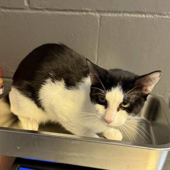 TUSC-Stray-85540 -  Domestic Short Hair Cat for Adoption in Tuscaloosa, Alabama - TUSC-Stray-85540 | PetCurious