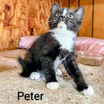 Peter -  Siamese and Domestic Short Hair Cat for Adoption in Chanute, Kansas - Peter | PetCurious