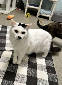 Reese -  Domestic Long Hair and Domestic Short Hair Cat for Adoption in Palm Coast, Florida - Reese | PetCurious