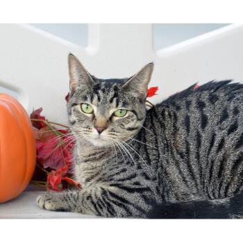 Nacho -  Domestic Short Hair and Tabby Cat for Adoption in Sanford, Florida - Nacho | PetCurious