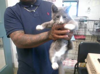 A476778 -  Domestic Short Hair Cat for Adoption in Oklahoma City, Oklahoma - A476778 | PetCurious