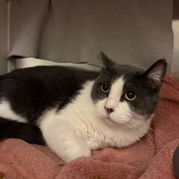 Rescue Domestic Short Hair Cats for Adoption in Council Bluffs, Iowa - Snuggles | PetCurious