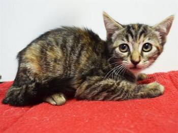 SIGMA -  Domestic Short Hair Cat for Adoption in Sacramento, California - SIGMA | PetCurious