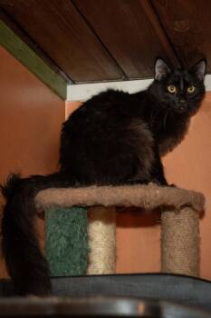 Rescue Domestic Medium Hair Cats for Adoption in Los Angeles, California - Ferdinand | PetCurious