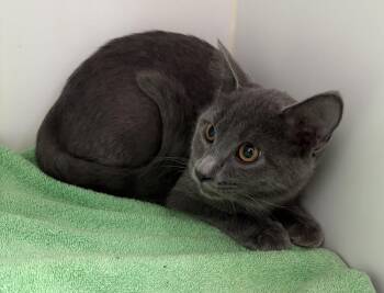 Gertie -  Domestic Short Hair Cat for Adoption in Rochester, Indiana - Gertie | PetCurious