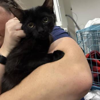 Burmese Cats Available for Adoption in Las Vegas, Nevada - Tag! | PetCurious