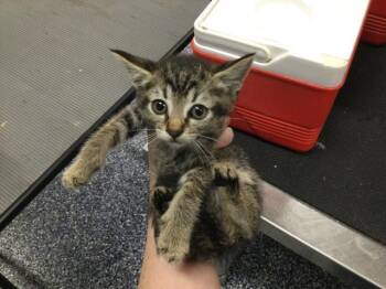 Domestic Short Hair Cats Available for Adoption in Thousand Palms, California - A1913805 | PetCurious