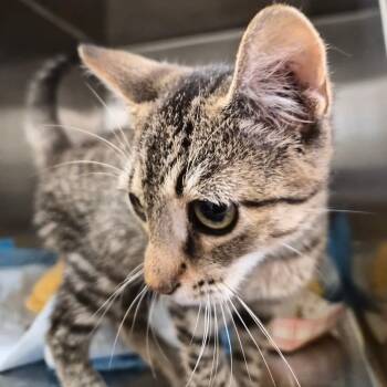 Cookie -  Domestic Short Hair Cat for Adoption in Bentonville, Arkansas - Cookie | PetCurious