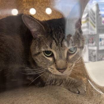 Domestic Short Hair Cats Available for Adoption in Philadelphia, Pennsylvania - Bernard | PetCurious
