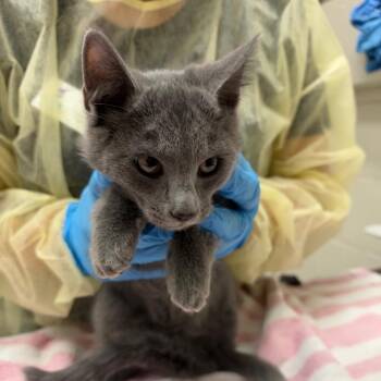 Penny -  Domestic Short Hair Cat for Adoption in Murray, Utah - Penny | PetCurious