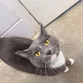 Domestic Short Hair Cats Available for Adoption in Emporia, Kansas - Skittles | PetCurious
