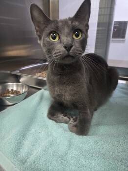 Rescue Domestic Short Hair Cats for Adoption in Fort Worth, Texas - 59800997 | PetCurious