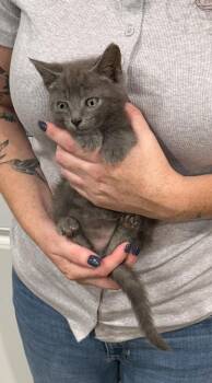 Carlos -  Russian Blue and Domestic Short Hair Cat for Adoption in Wilmington, North Carolina - Carlos | PetCurious