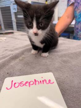 Josephine -  Domestic Short Hair Cat for Adoption in Vancouver, Washington - Josephine | PetCurious