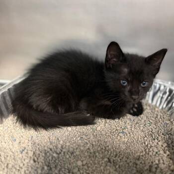 Panda -  Domestic Short Hair Cat for Adoption in Sarasota, Florida - Panda | PetCurious