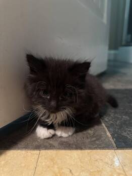 Biggie and Tupac -  Domestic Long Hair Cat for Adoption in Hockessin, Delaware - Biggie And Tupac | PetCurious