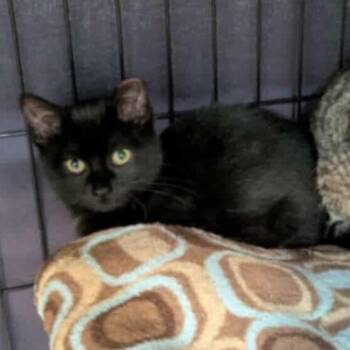 Rescue Domestic Short Hair Cats for Adoption in Saint Paul, Minnesota - Venus | PetCurious