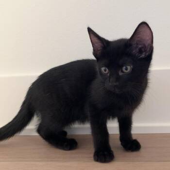 Poppy -  Domestic Short Hair Cat for Adoption in West Des Moines, Iowa - Poppy | PetCurious