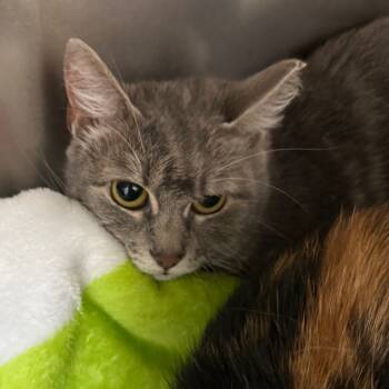 Rescue American Shorthair Cats for Adoption in Galveston, Texas - Booboo | PetCurious