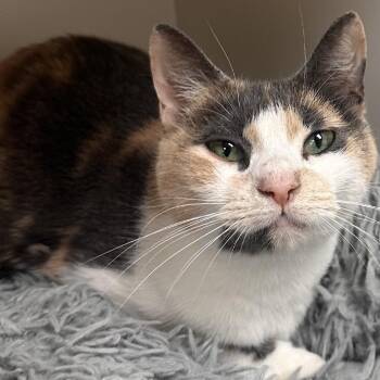 Julia -  Domestic Short Hair Cat for Adoption in South Riding, Virginia - Julia | PetCurious