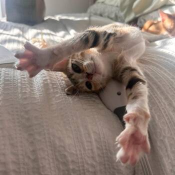 Glimmer -  Domestic Short Hair Cat for Adoption in Waco, Texas - Glimmer | PetCurious