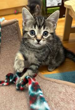 Tabby Cats Available for Adoption - Brie | PetCurious