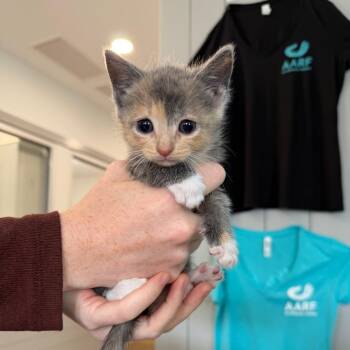 Donatella -  Domestic Short Hair Cat for Adoption in Winston-salem, North Carolina - Donatella | PetCurious