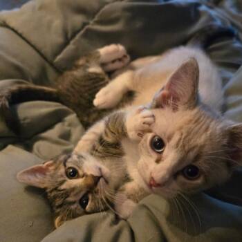 Ray -  Siamese and Domestic Short Hair Cat for Adoption in Brighton, Missouri - Ray | PetCurious
