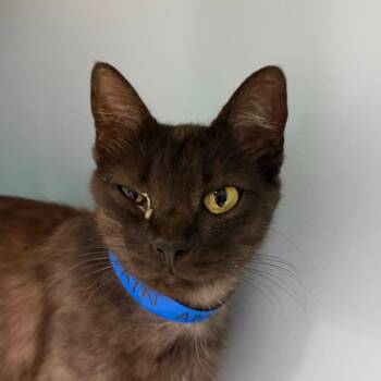 Ms Marvel -  Domestic Short Hair Cat for Adoption in Chattanooga, Tennessee - Ms Marvel | PetCurious