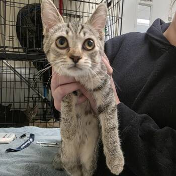 Crisp -  Domestic Short Hair Cat for Adoption - Crisp | PetCurious
