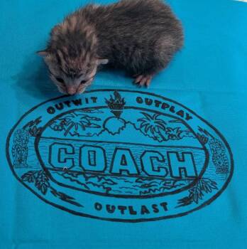 Coach -  Domestic Short Hair Cat for Adoption in St. George, Utah - Coach | PetCurious